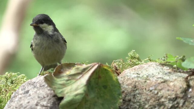 Juvenile Coal Tit (Periparus ater) Chirping in the Orobic Alps, Italian Alps &ndash; Natural Wildlife Behavior