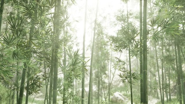 Sunlit bamboo grove with soft mist, tall slender stalks forming vertical patterns, pale green leaves filtering diffuse morning light, tranquil mood suited