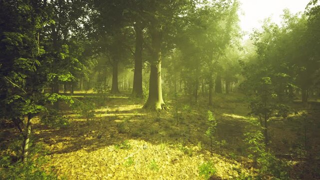 Sunlit austrian forest glade with dappled light and warm haze, tall beech trees casting elongated shadows over fernstrewn floor, soft sunbeams creating tranquil