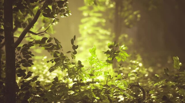 Sunlit Belgian forest edge along foragers route with low undergrowth, scattered leaves and hint of worn trail atmosphere evokes mushroom gathering, seasonal