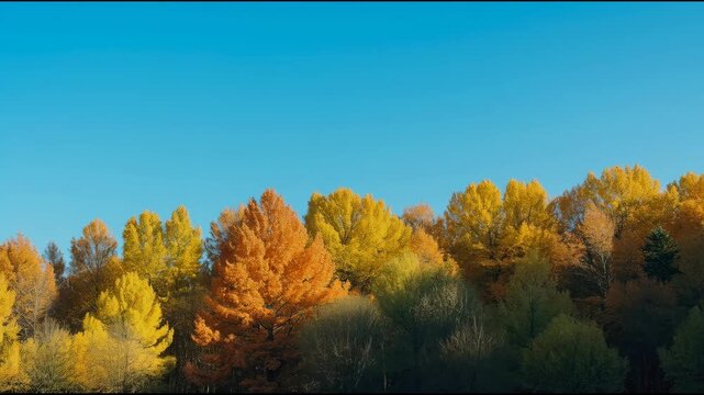 Autumn treeline with golden and orange foliage under clear blue sky canopy fall foliage tree