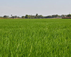Obraz premium Green field rice grass agriculture rural landscape with distant tree under clear sky