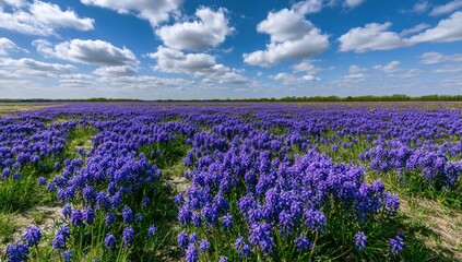 Obraz premium Vast field of blooming blue flowers under a bright, cloudy sky