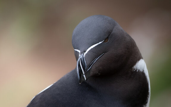 Razorbill Close-up with Clean Background 