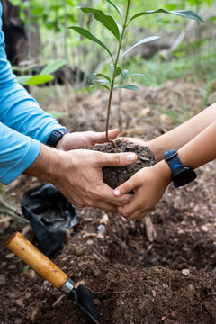 Close up of ather and son's hands holding a green seedling with soil, preparing to plant it in the ground. Environmental responsibility