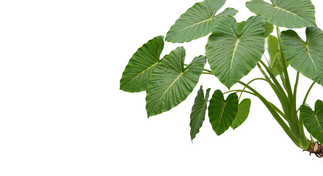 foreground green leafy plants on a transparent background
