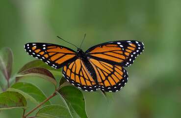 Obraz premium Viceroy Butterfly on Green Leaves with Natural Background