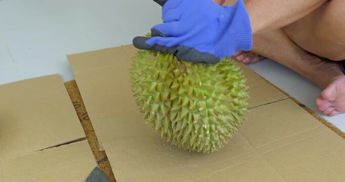 Close-up of a fresh durian husk after the fruit has been opened. Spiky tropical fruit shell showing natural texture, agricultural waste, and organic material.