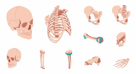 Detailed anatomical illustration of human skeletal system and joints. © Agus