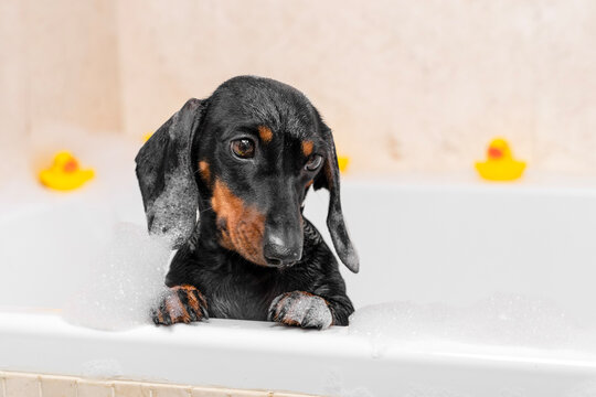 Sad black and tan dachshund dog standing in a white bathtub with foam and bubbles, rubber ducks nearby, scared wet puppy afraid of bathing, pet grooming and hygiene.