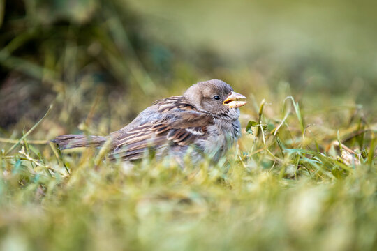 Small fluffy sparrow bird resting on green grass outdoors in soft natural daylight with a delicate gentle pose.