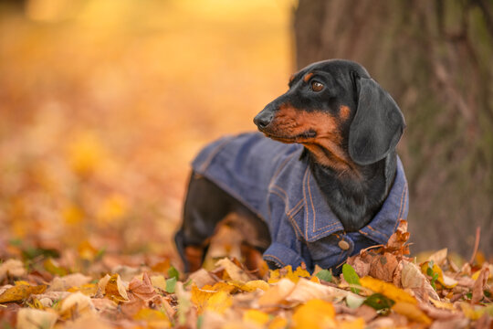 Black and tan dachshund dog in a denim jacket standing in fallen foliage beside a tree, gazing aside against a blurred autumn forest background, seasonal pet outing.