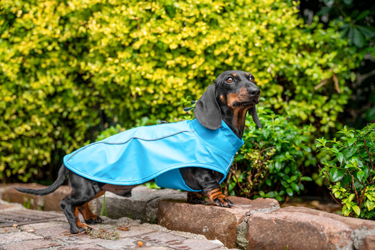 Black and tan dachshund dog in blue raincoat standing in profile on stone path near green garden bushes after rain during walk, spring pet weather lifestyle concept