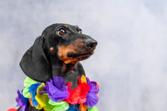 Black and tan dachshund dog in bright hawaiian flower lei with wide joyful gaze in profile on grey background, delighted pet summer celebration concept