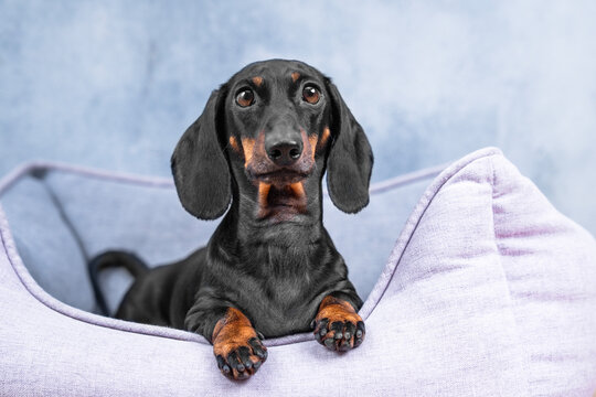 Black and tan dachshund dog lying in cozy lavender pet bed with paws on edge looking devotedly at camera against soft blue background, loyal pet home comfort lifestyle concept