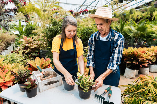Hispanic senior father and daughter gardening together at greenhouse - Family growing potted plants in spring