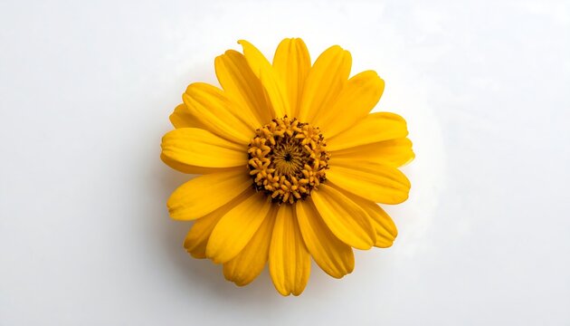 Vibrant yellow flower bloom isolated on white background studio shot
