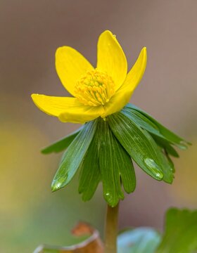 Vibrant yellow flower bloom with green leaves and water droplets macro shot