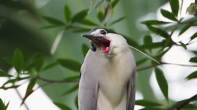 Close up portrait of a wild night heron bird with striking red eyes standing with its beak wide open among lush green foliage.