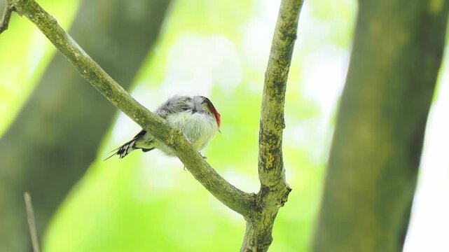 Close up of a small wild bird with a striking red breast and black head peacefully perching on a tree branch against a beautifully blurred green foliage background.