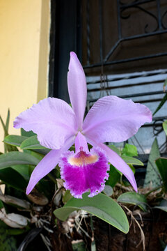 Vertical closeup of a beautiful purple Cattleya orchid in a garden