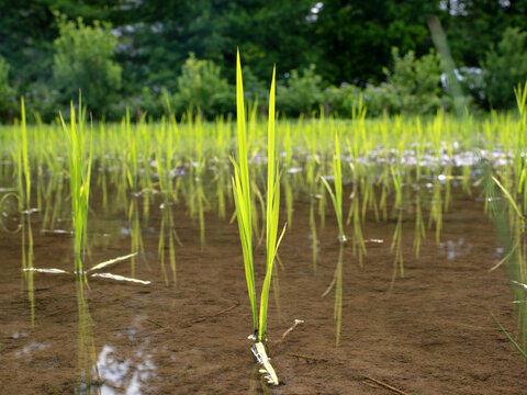 田植えが終わった水田