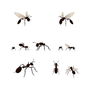 Collection of various black ant silhouettes for pest control and biology with silhouette wildlife creature entomology isolated illustration invertebrate arthropod