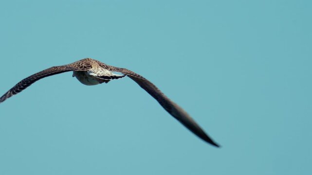 Frigatebird soaring gracefully through a clear cyan sky, its long, angled wings demonstrating freedom and expansive motion