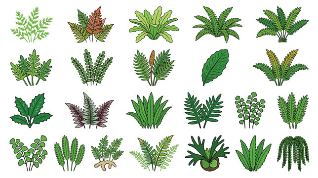 Crayon Style Fern Collection Icon Set Illustration