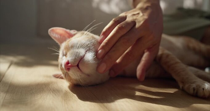 Close up of Asian Woman Hands Scratching Chin of Cute Ginger Thai Cat on Floor,  in Cozy Room with Soft Morning Sunlight, Pet Care and Bonding Concept.