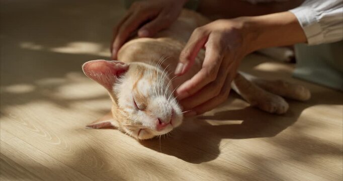 Close up of Asian Woman Hand Scratching Chin of Cute Ginger Thai Cat on Floor, Pet Care and Bonding Concept.