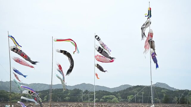 鯉のぼりが泳ぐ琵琶湖線を迂回運転する特急サンダーバード （東海道本線 野洲～篠原, 2026年4月）