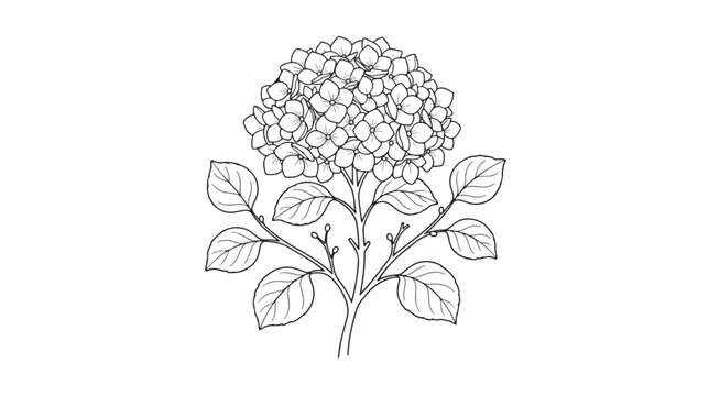 Vintage hydrangea flower line art vector, botanical hydrangea macrophylla sketch, hand drawn floral garden plant illustration for wedding stationery