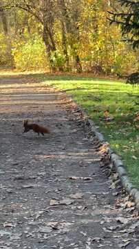 Red squirrel forages on the ground near a tree, then leaps onto a path, and scurries across the trail towards a person walking in a park during autumn foliage