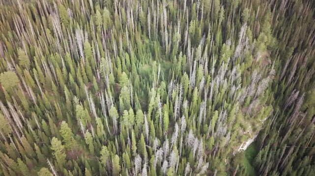 Aerial View of Lush Green Forest with Tall Trees