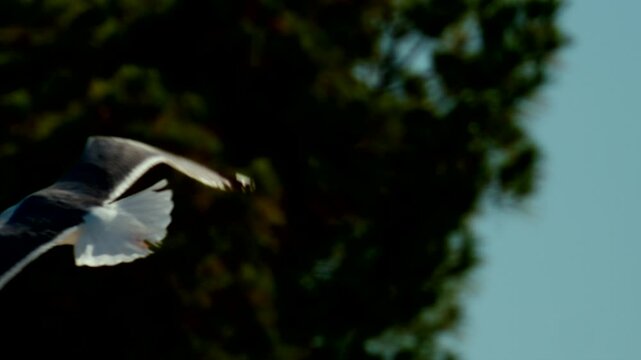 Seagull soaring gracefully across the sunny, clear blue sky, displaying natural freedom and effortless flight