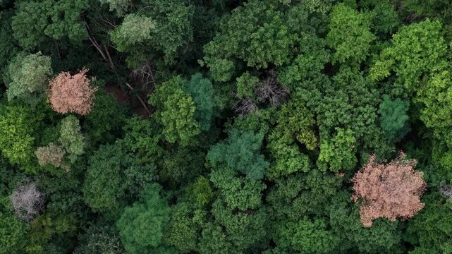 An aerial view looking down onto a dense forest canopy, showing a mixture of vibrant green and seasonal autumn leaves.
