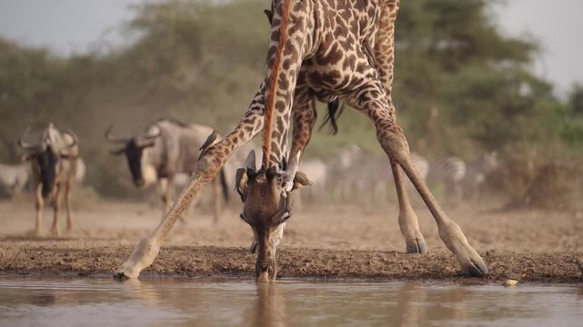 Giraffe Drinking Water with Oxpecker Birds Flying in Flight on Safari in Africa, Bird Behavior with Giraffes at a Watering Hole at Amazing Kenya Nature Sighting.