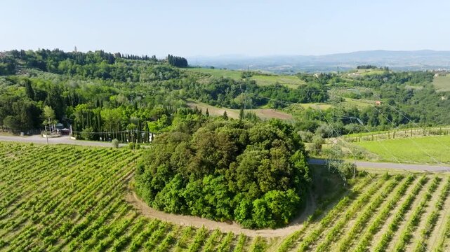 Aerial tilt shot over lush green vineyard rows and green trees in Tuscany, Italy
