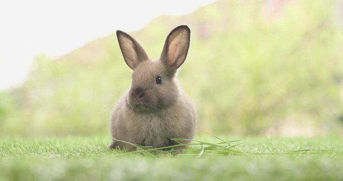 Healthy lovely baby bunny easter brown rabbit on nature background eating grass. fluffy rabbits sniffing, looking around, Lovely mammal with beautiful bright eyes in nature life. Symbol of easter day.