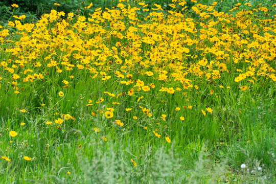 summer yellow flower field with green grass	
