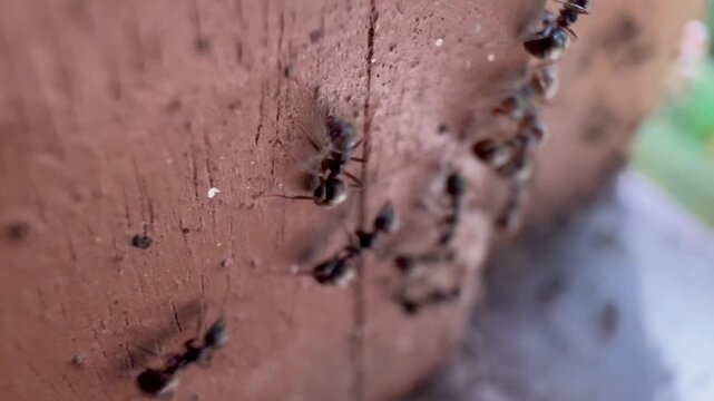 Macro shot of a line of black ants crawling on a textured wooden wall, home pest infestation concept