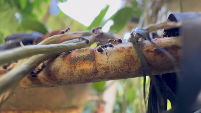 Low angle macro shot of black ants crawling on a textured brown branch and green aerial roots