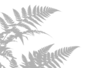 Shadow of fern leaves isolated on transparent background © Imran