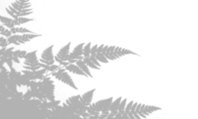 Shadow of fern leaves isolated on transparent background © Imran