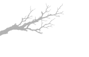 Fototapeta premium Shadow of a bare tree branch isolated on transparent background