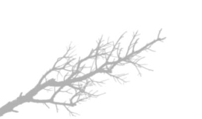 Fototapeta premium Shadow of a bare tree branch isolated on transparent background