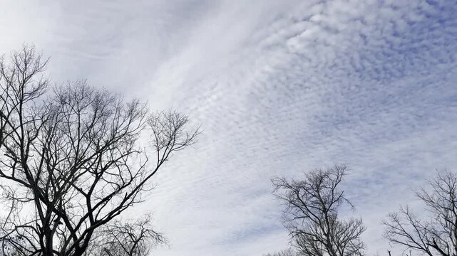 mackerel sky, ripple clouds, textured clouds, cloud pattern, altocumulus clouds, dramatic sky, winter trees, bare tree silhouettes, cloudy landscape, blue gray sky, moody nature, atmospheric clouds, 