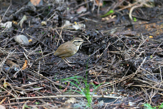 Asian Stubtail Warbler taking a break after eating big food n the traces dug up by wild boars