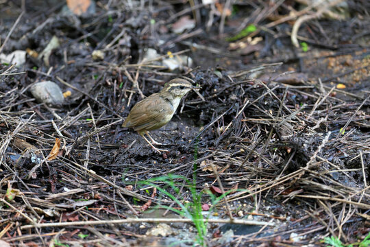 Asian Stubtail Warbler taking a break after eating big food n the traces dug up by wild boars